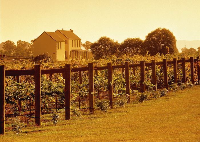 Yarra Valley vines, Victoria