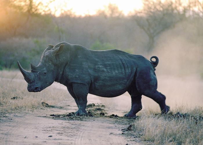 Rhino at Hluhluwe-Umfolozi Game Reserve, South Africa