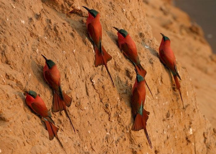 Carmine bee-eater colony