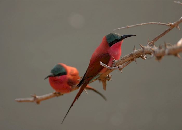 Carmine bee-eaters, South Luangwa