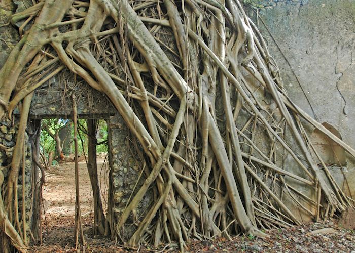 Strangler figs covering Swahili ruins on Chole Island