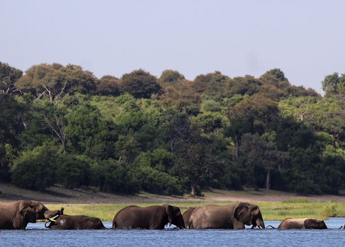 Elephant crossing the Chobe river
