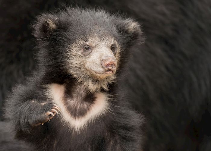 Sloth bear cub