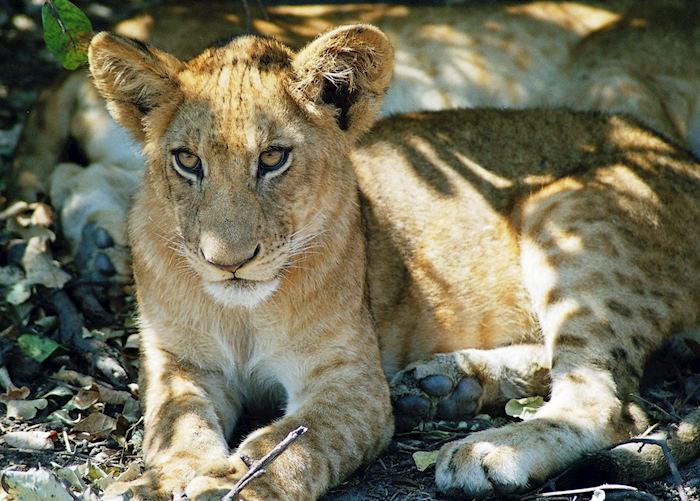 Selous Game Reserve, Tanzania