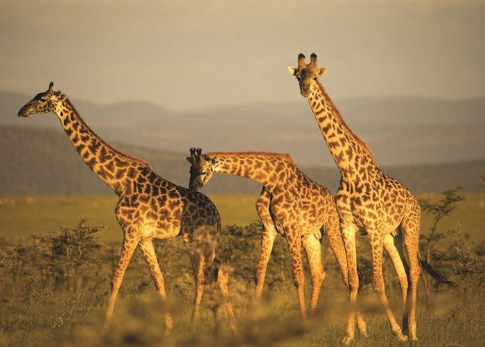 Giraffes in the Masai Mara, Kenya