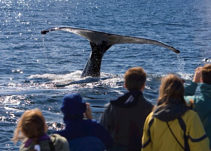 Whale watching off the Alaskan coast