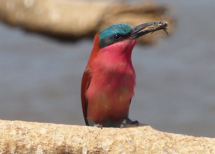 Carmine bee-eater