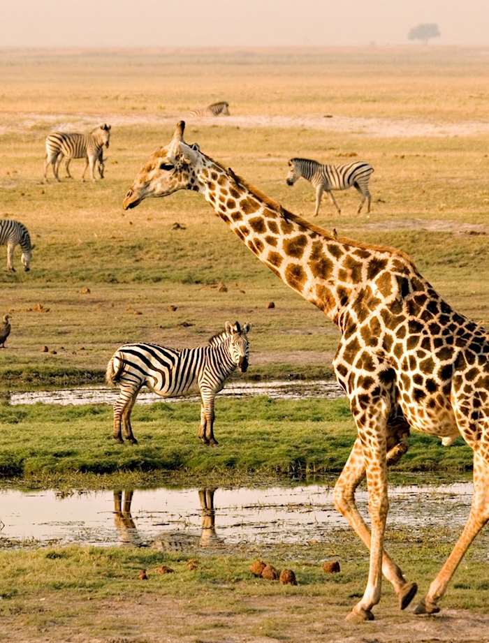 Mobile Safari In The Okavango Delta Chobe National Park Audley mobile-safari-in-the-okavango-delta-chobe-national-park-audley