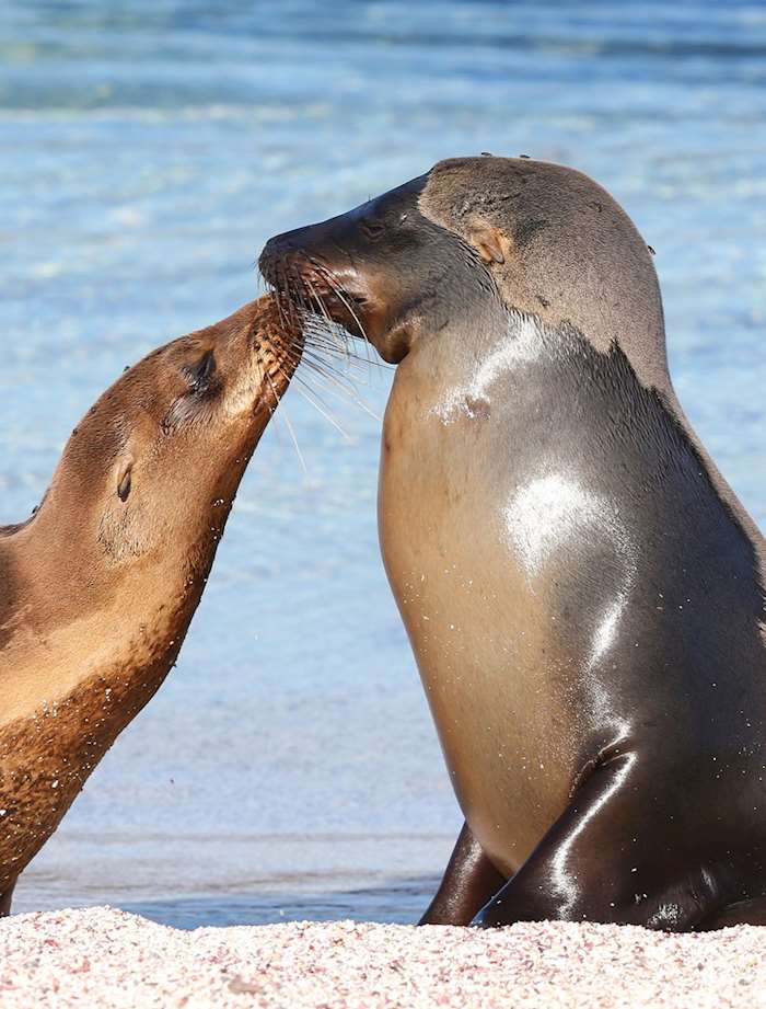 What to do in the Galapagos: Our Highlights Guide | Audley Travel