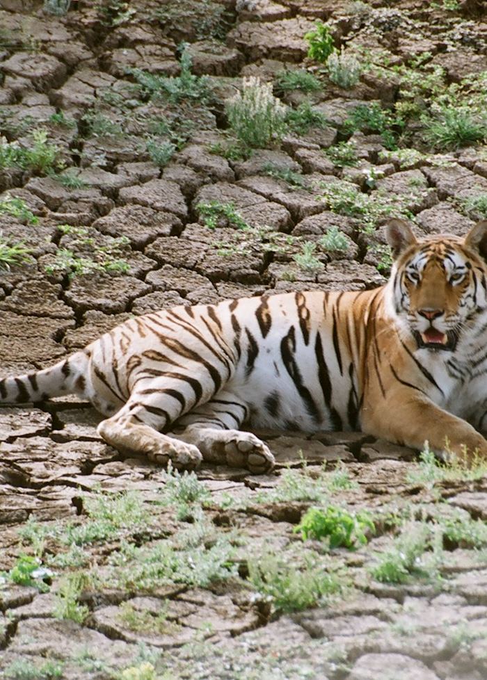 A sub adult male spotted at Pench