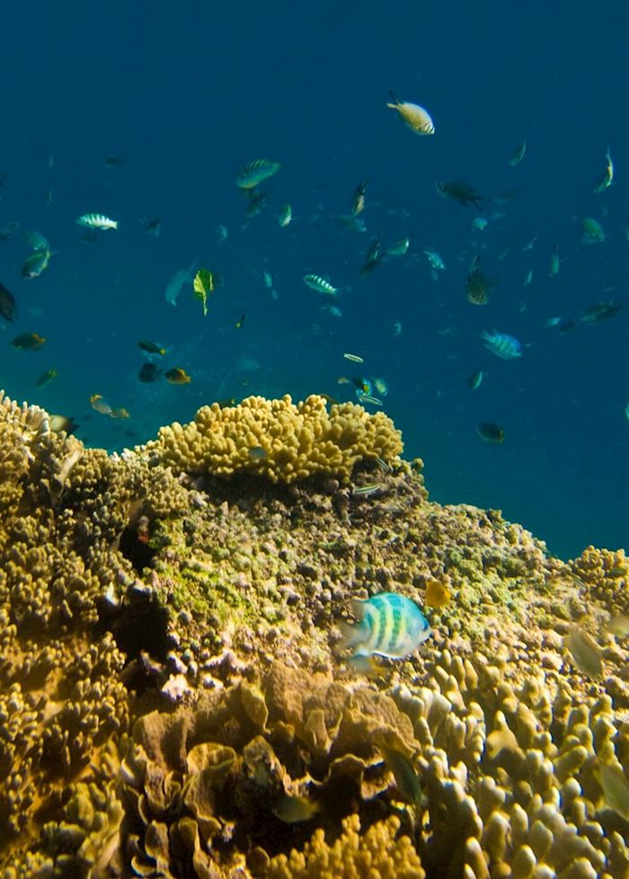 Underwater life in Pemuteran Bay, Indonesia