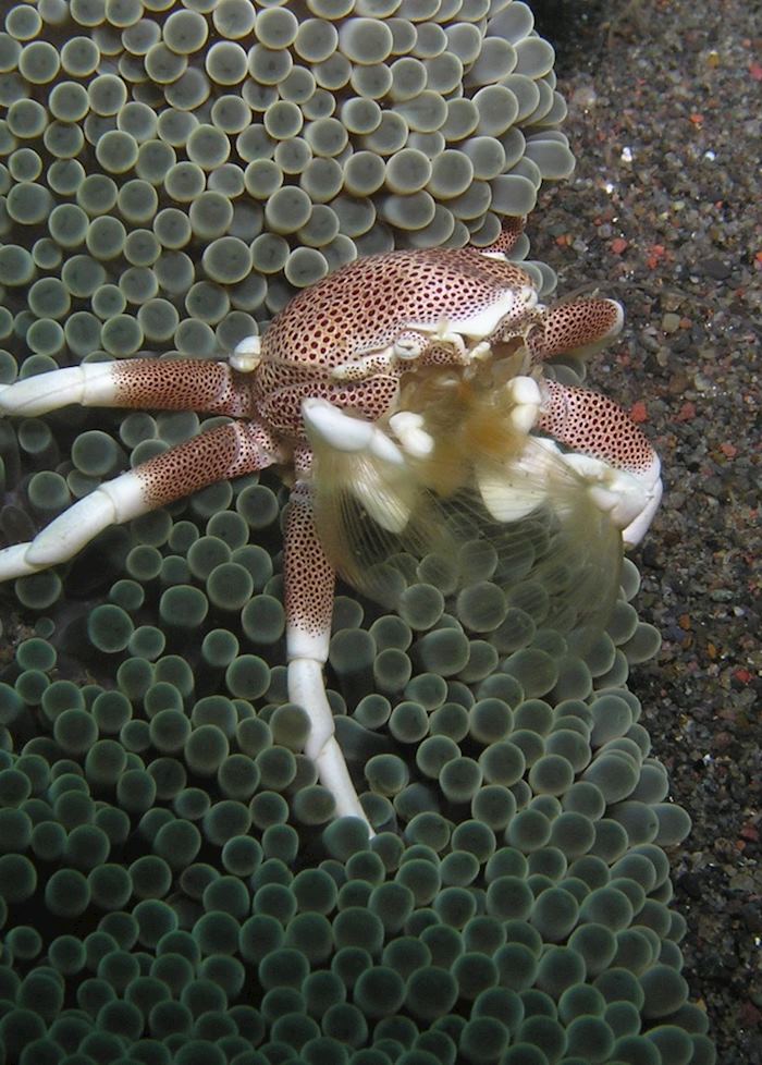 Underwater scene around Komodo, Indonesia