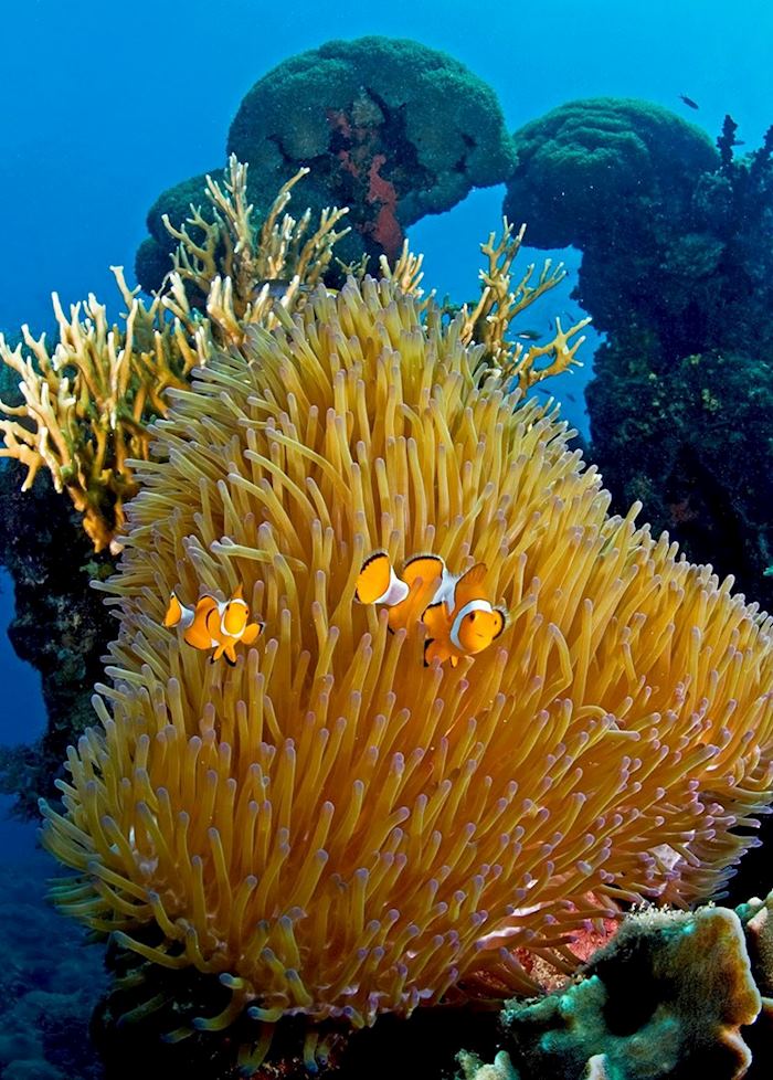 Underwater scene near Pulau Menyawakan, Indonesia