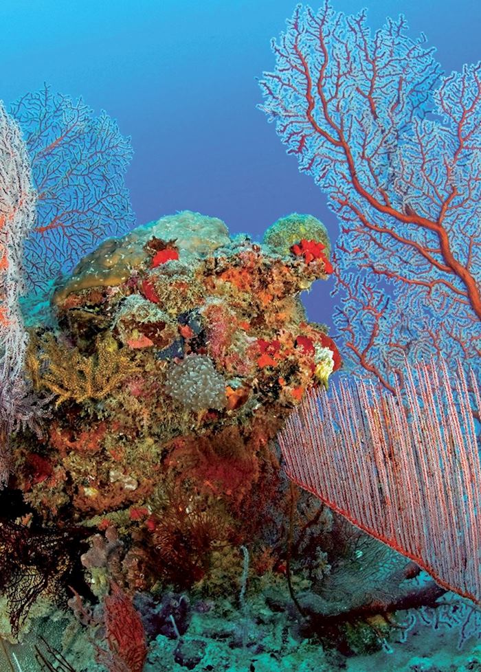 Underwater scene near Pulau Menyawakan, Indonesia