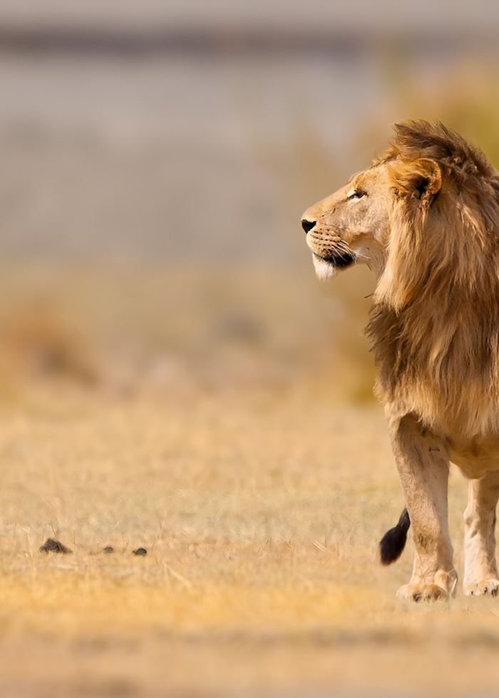 Male lion in the Ngorongoro Crater, Tanzania