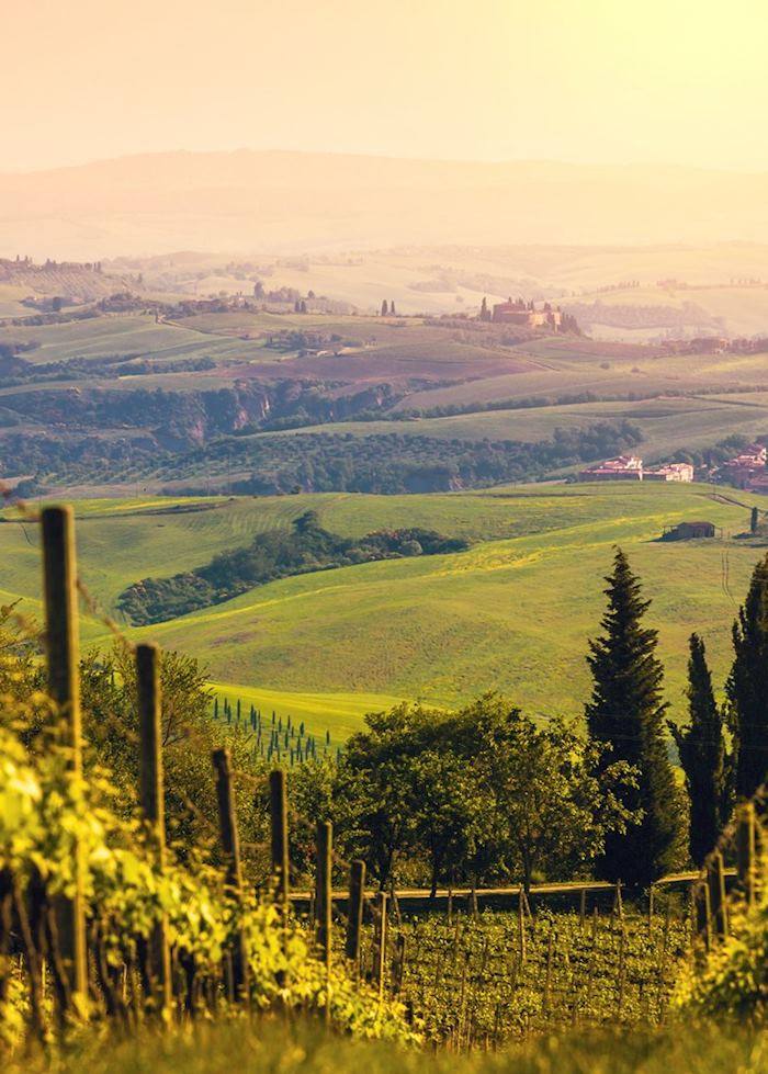 Vineyards, Chianti, Tuscany