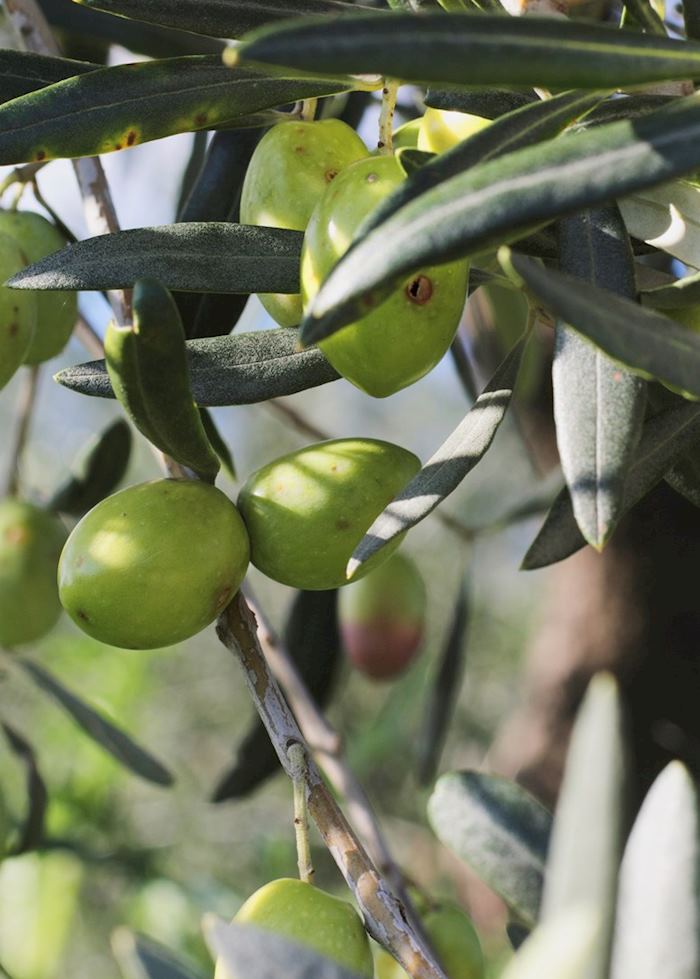 Green olives growing in Italy