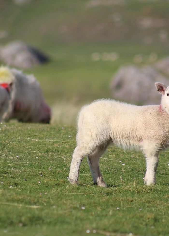 Sheep in Ireland