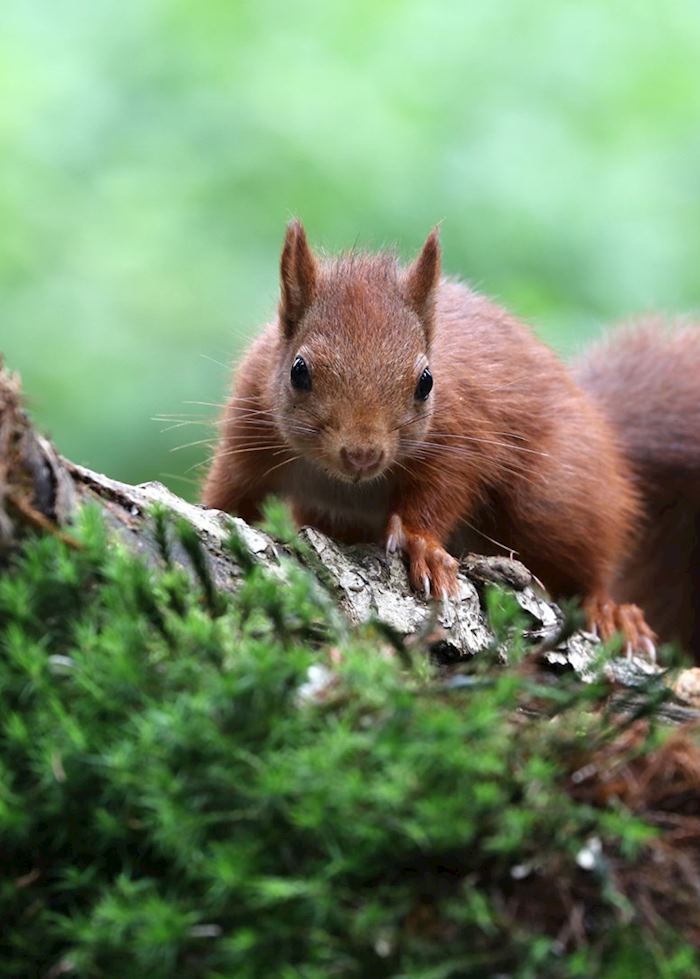 Red squirrel