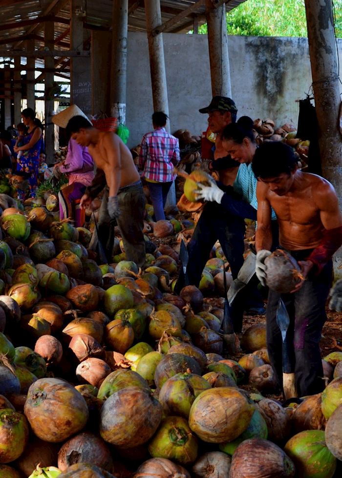 Coconut peeling factory, Mekong Delta