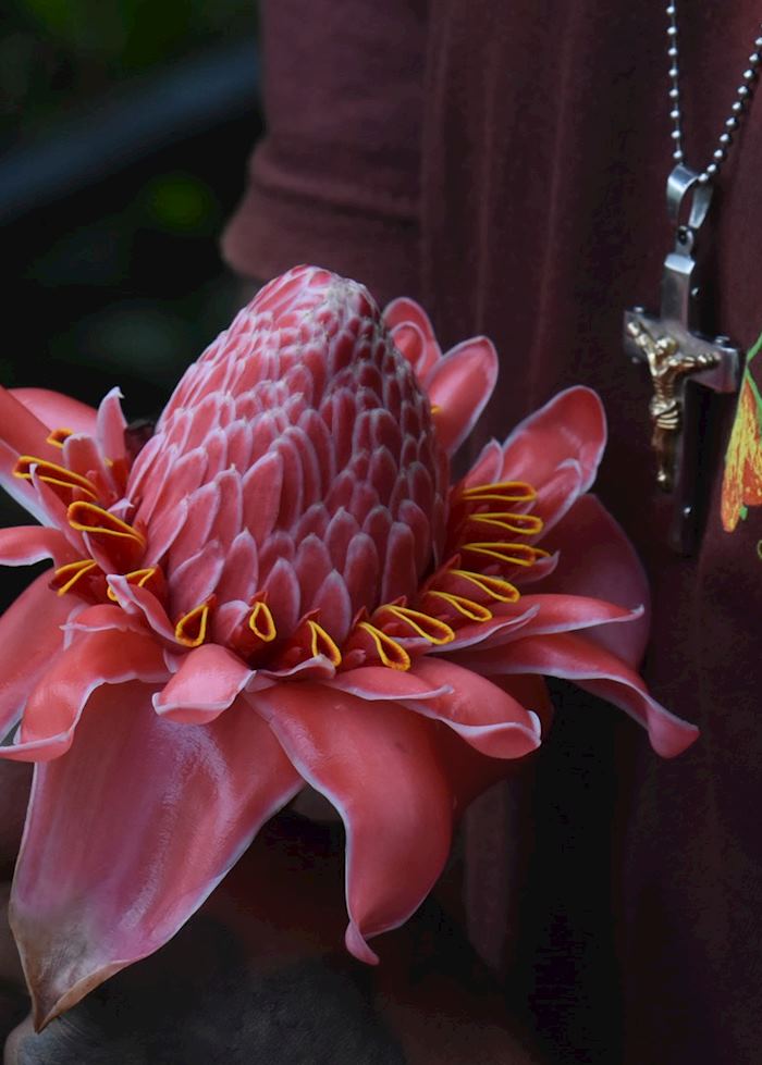Flower, Fond Doux, Saint Lucia