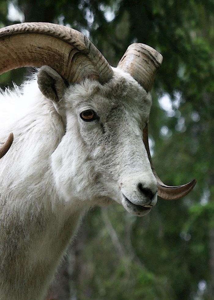 Dall Sheep, near Anchorage Alaska