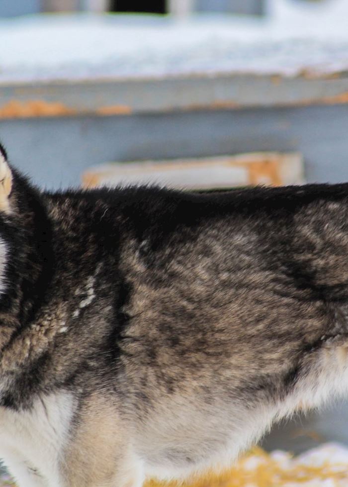 Dog Sled Husky, near Anchorage, Alaska