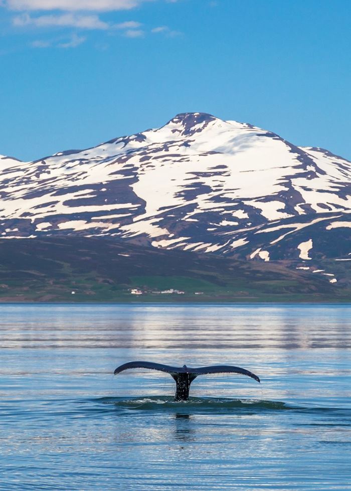 Whale watching in Iceland