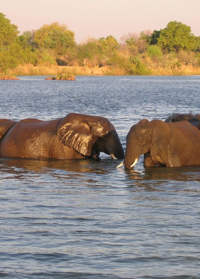 Elephant in the Zambezi River