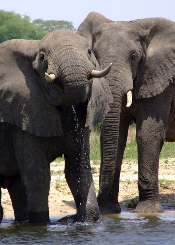 Elephants in Murchison Falls National Park