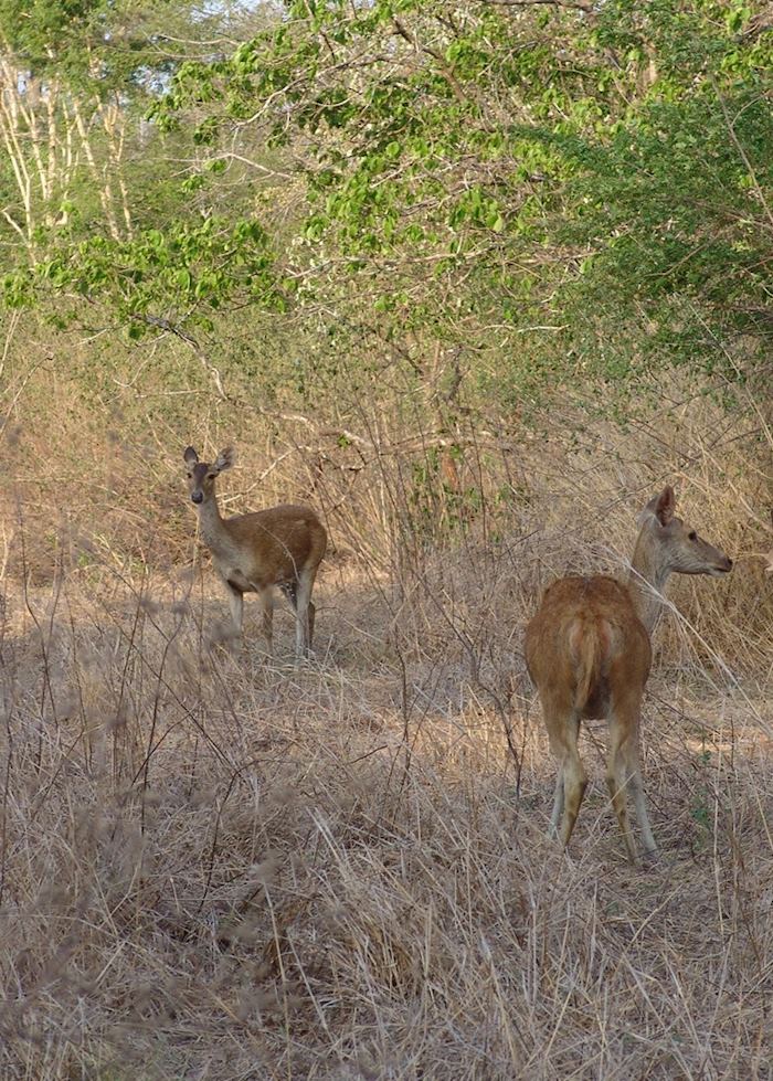 Deer in Bali Barat, Indonesia