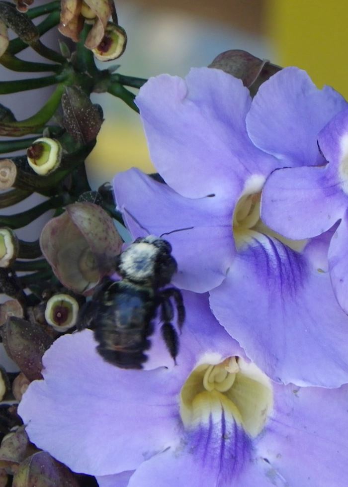 A bee at Lake Atitlan, Guatemala