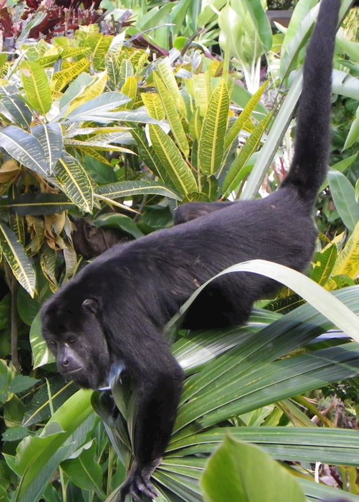 Black Howler Monkey, Lamanai Outpost, Belize