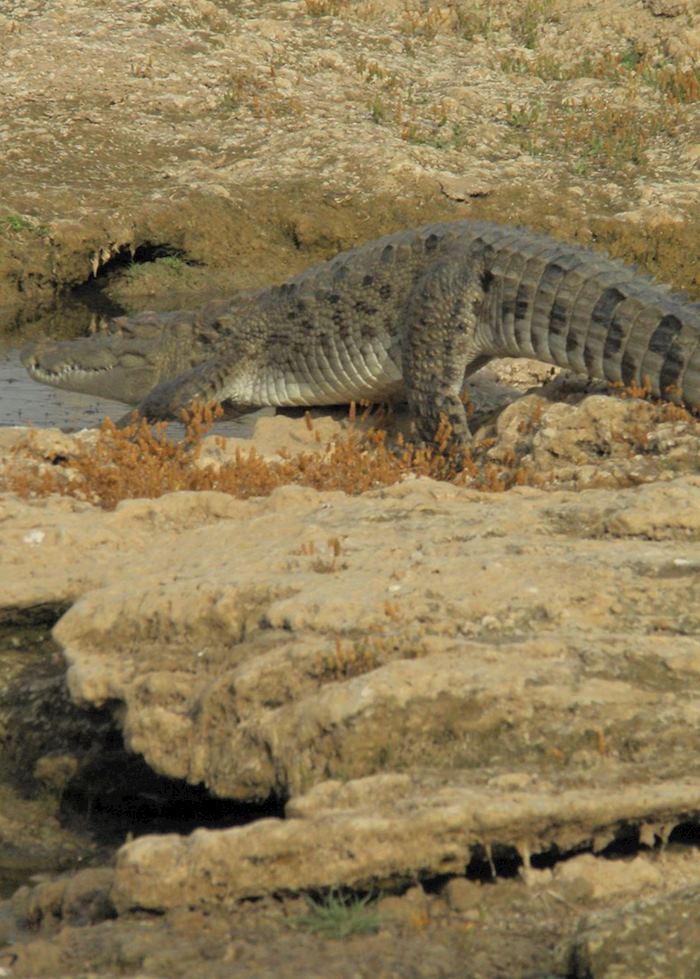 Boat Safari along the Chambal River