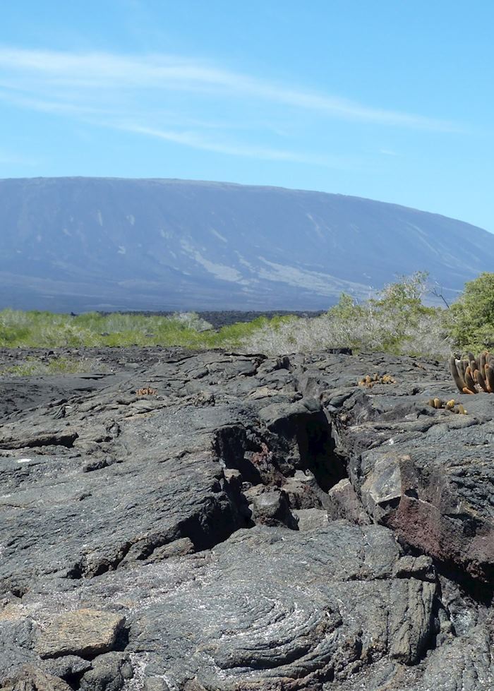 Fernandina, Galapagos Islands, Ecuador