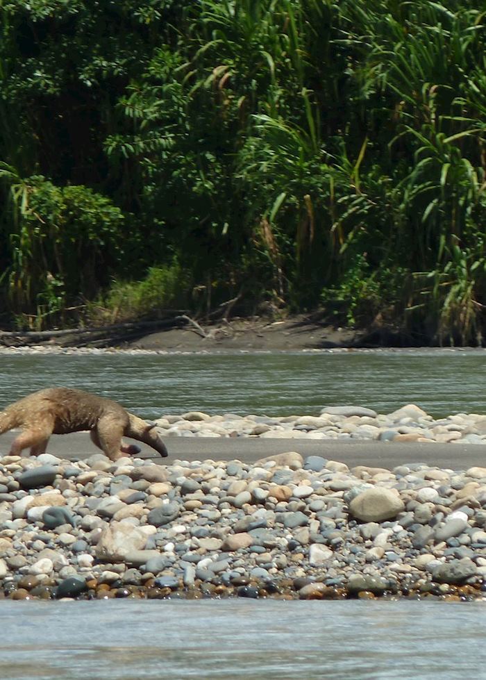 Tamandua, Peruvian Amazon