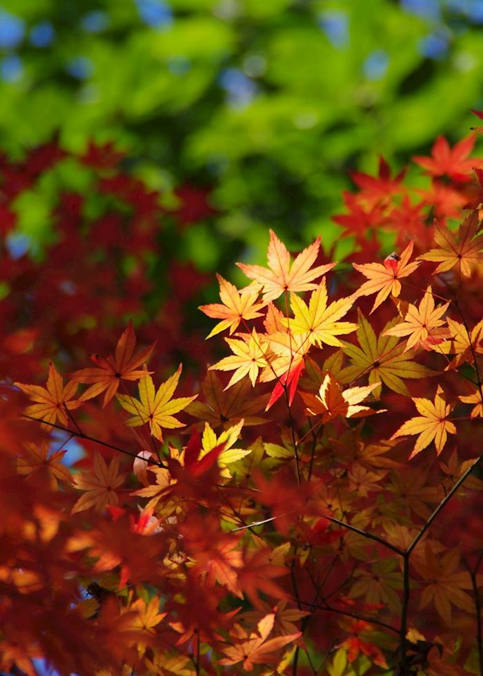 Autumn colours in Kyoto