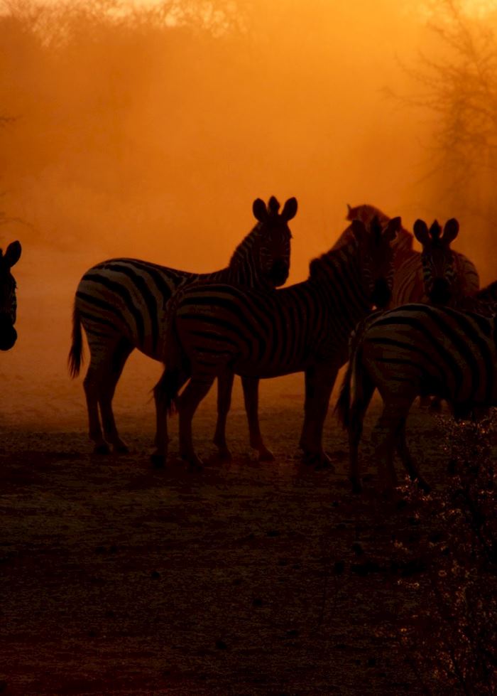 Zebra in the Central Kalahari