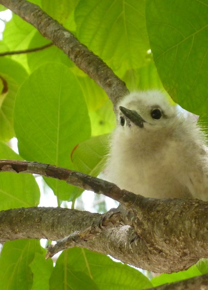 Fairy tern chick on Denis Island