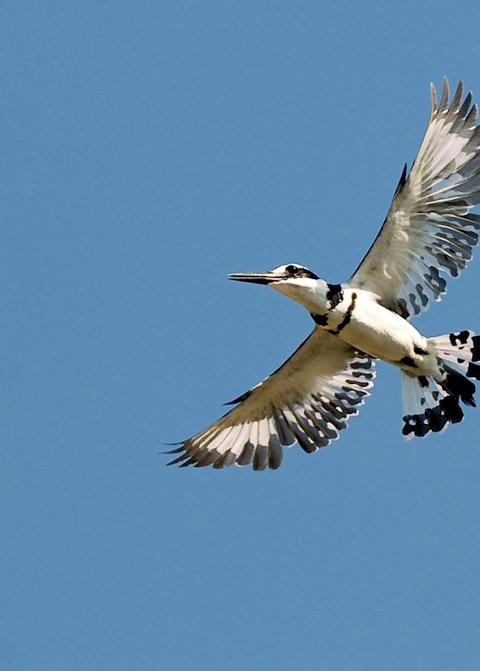 Pied kingfisher at Cape Maclear, Malawi