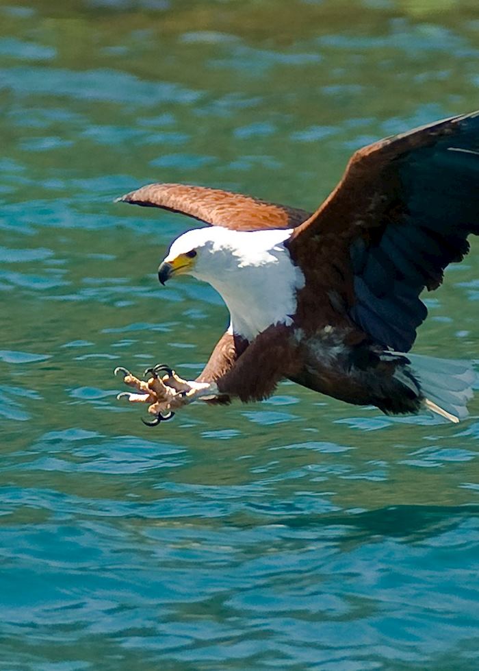 Fish eagle at Cape Maclear, Malawi