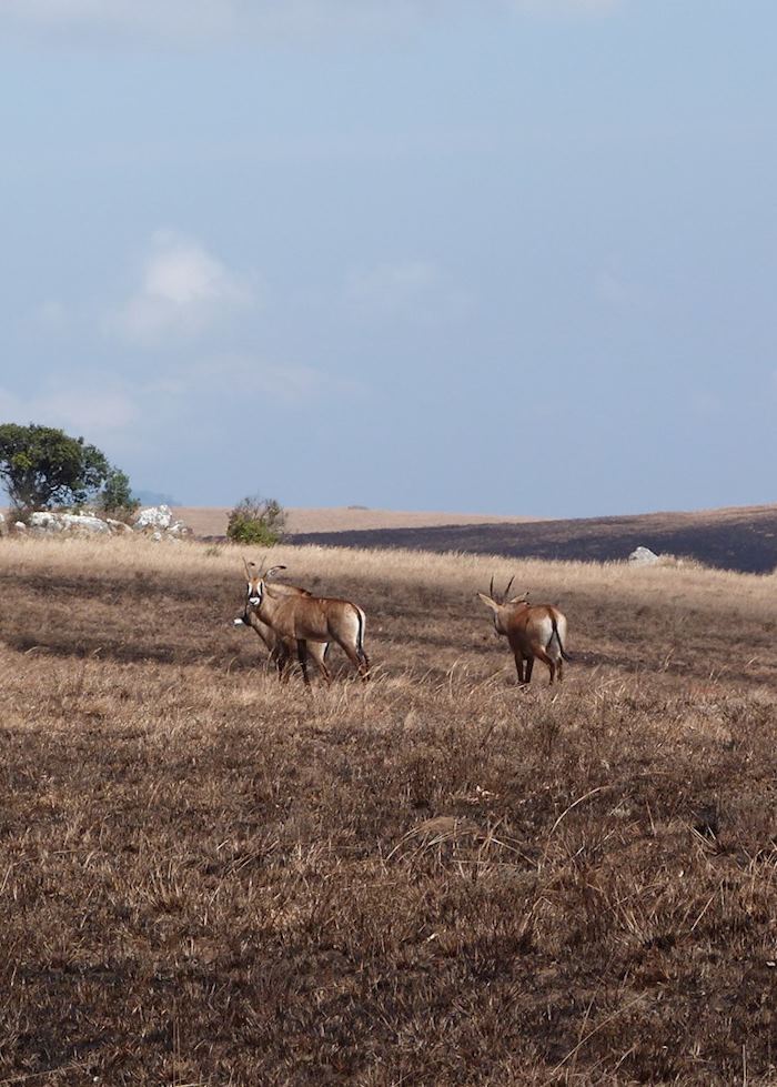 Nyika Plateau, Malawi