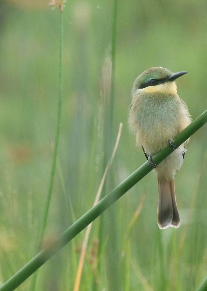 Little bee-eater in the Khwai Concession