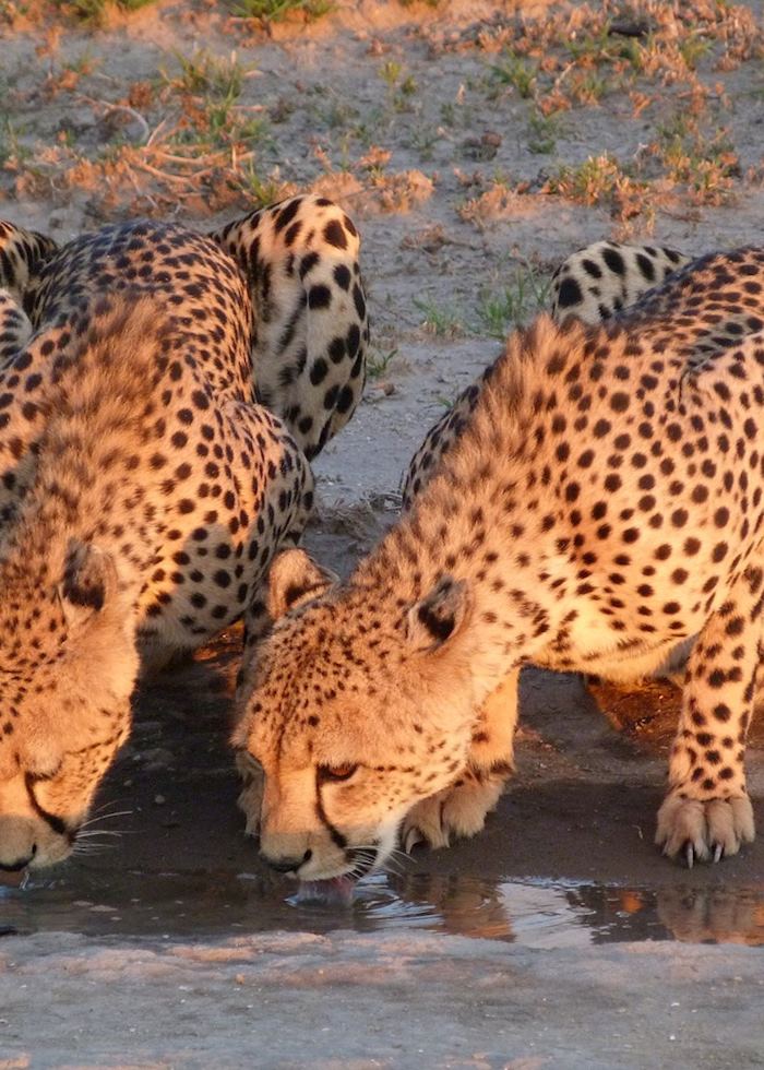 Cheetah Pair, Nxai Pan National Park