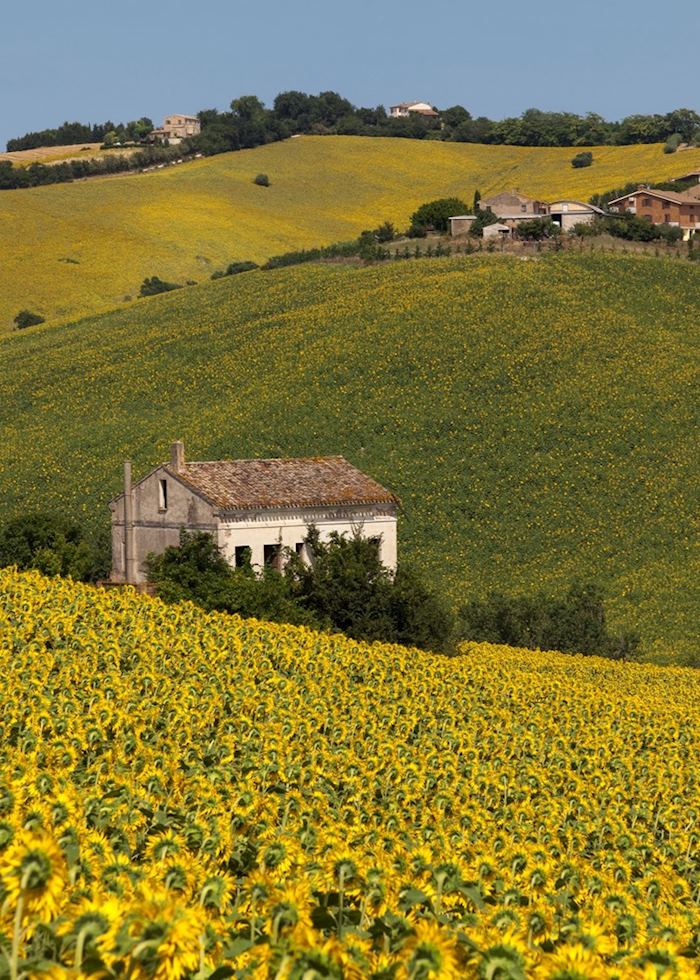 Tuscan sunflower field