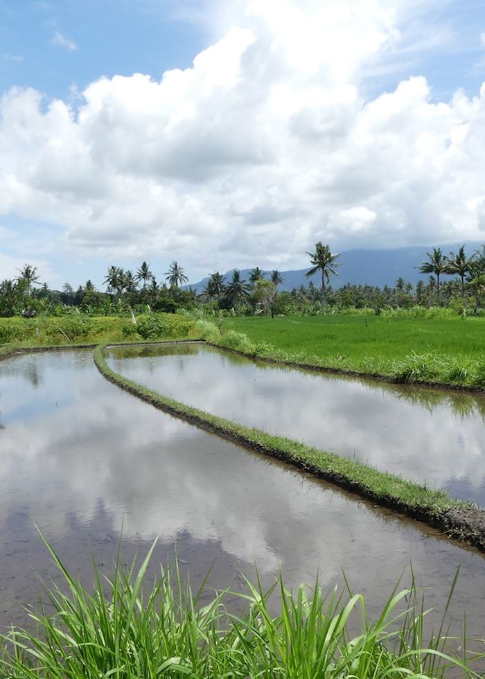Rice Paddy View on Mountain to Beach Cycling Tour, Candidasa