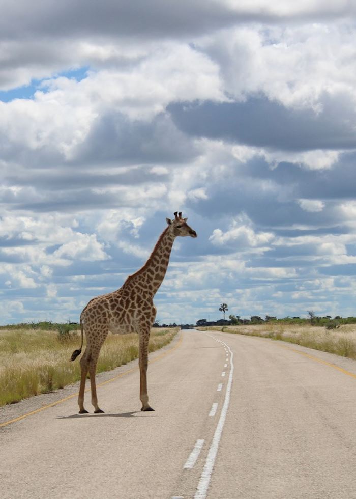 The most likely form of traffic heading out to Nxai Pan
