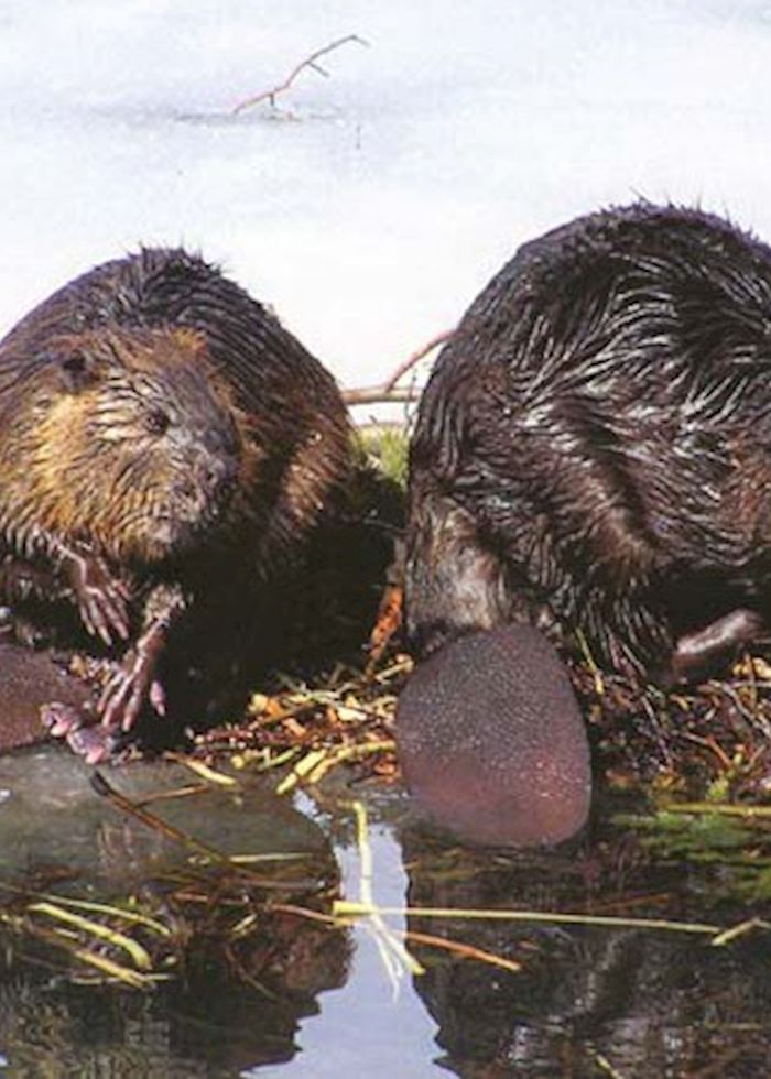 Beavers