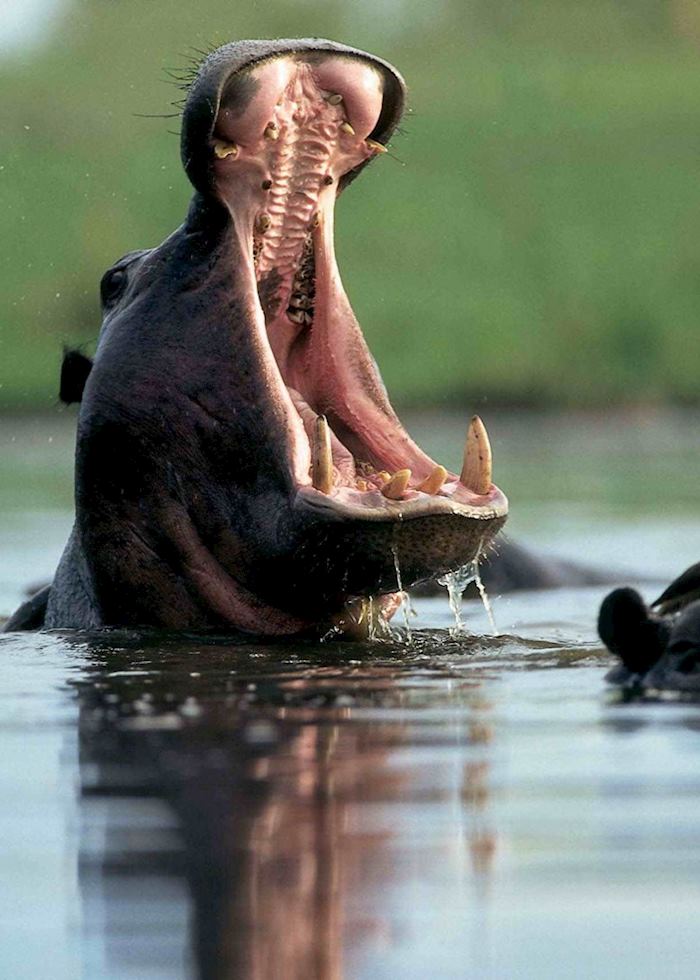 Hippo yawn