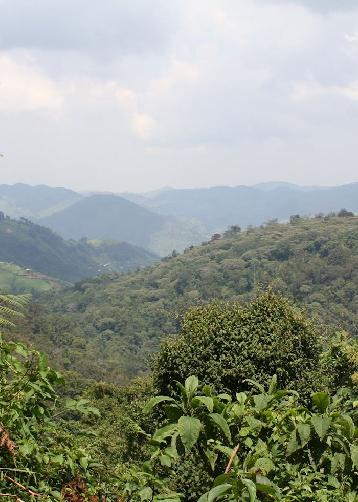 Bwindi Impenetrable Forest National Park
